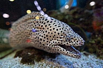 《神秘岛》续作重置版《Riven》发售日公布 计划于6月26日推出